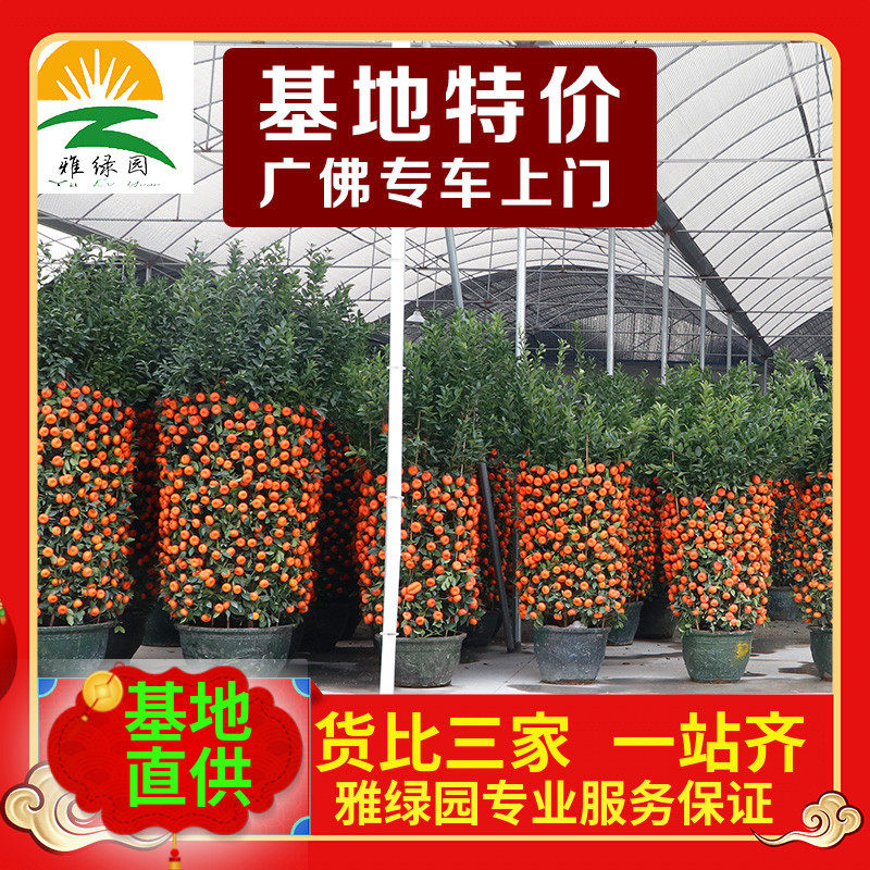 年宵花卉春节朱砂橘年桔金桔桃花四季桔子一品红菊花过年盆栽,鲜花速递/花卉仿真/绿植园艺,大型绿植/成品组合盆栽,淘宝优惠券,粉丝福利购,淘宝优惠卷