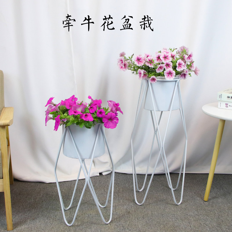 绿植盆栽重瓣垂吊花卉同城送