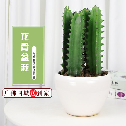 巴西龙骨盆栽办公室内吸甲醛多肉植物客厅桌面电脑防辐射绿植广州