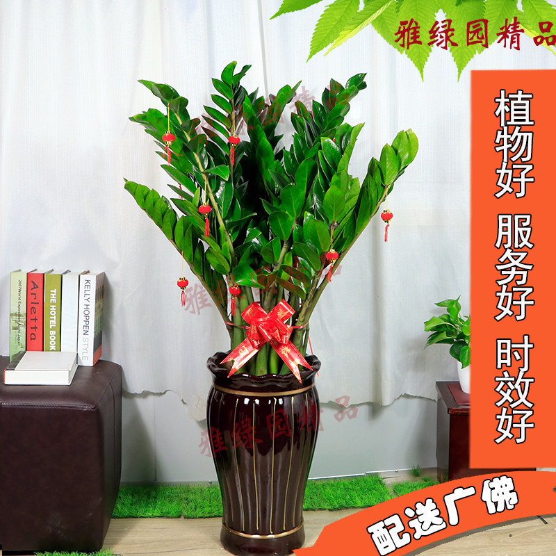 公司大型植物 金钱树大盆栽办公室内客厅吸甲醛绿植盆栽广州佛山