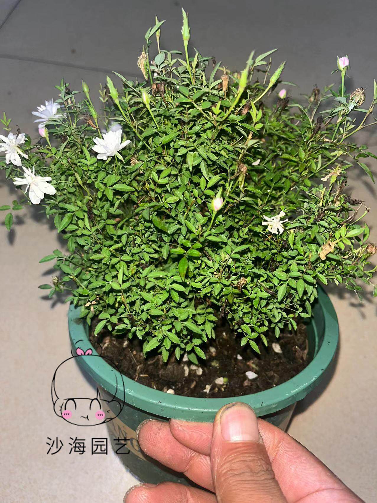 日本姬乙女姬超微蔷薇微盆景阳台桌面四季花开盆栽
