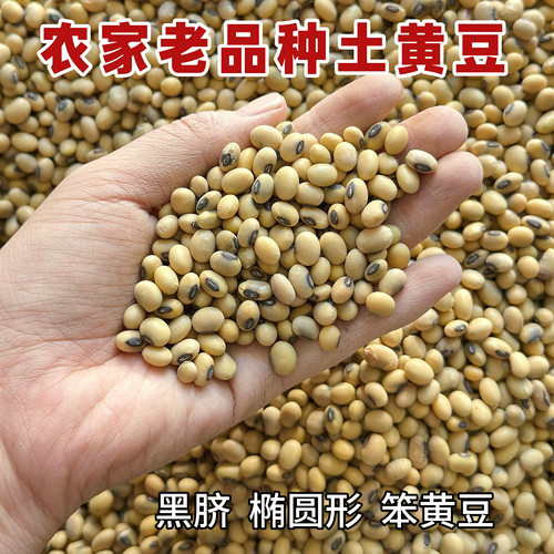 云南农家非转基因笨黄豆打豆浆