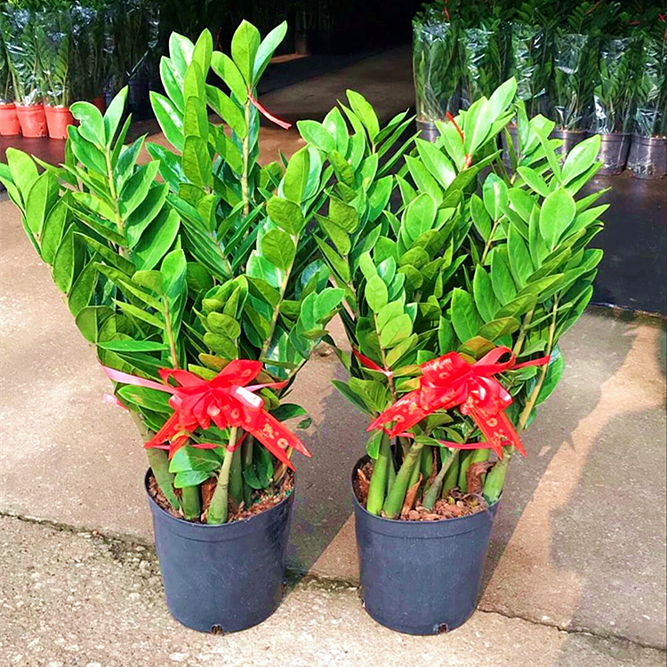 金钱树盆栽植物室内 钱串子客厅招财大盆栽花卉四季常青发财树