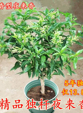 夜来香树苗盆栽浓香型四季常青