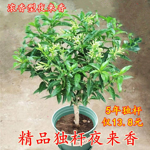 夜来香树苗盆栽浓香型四季常青
