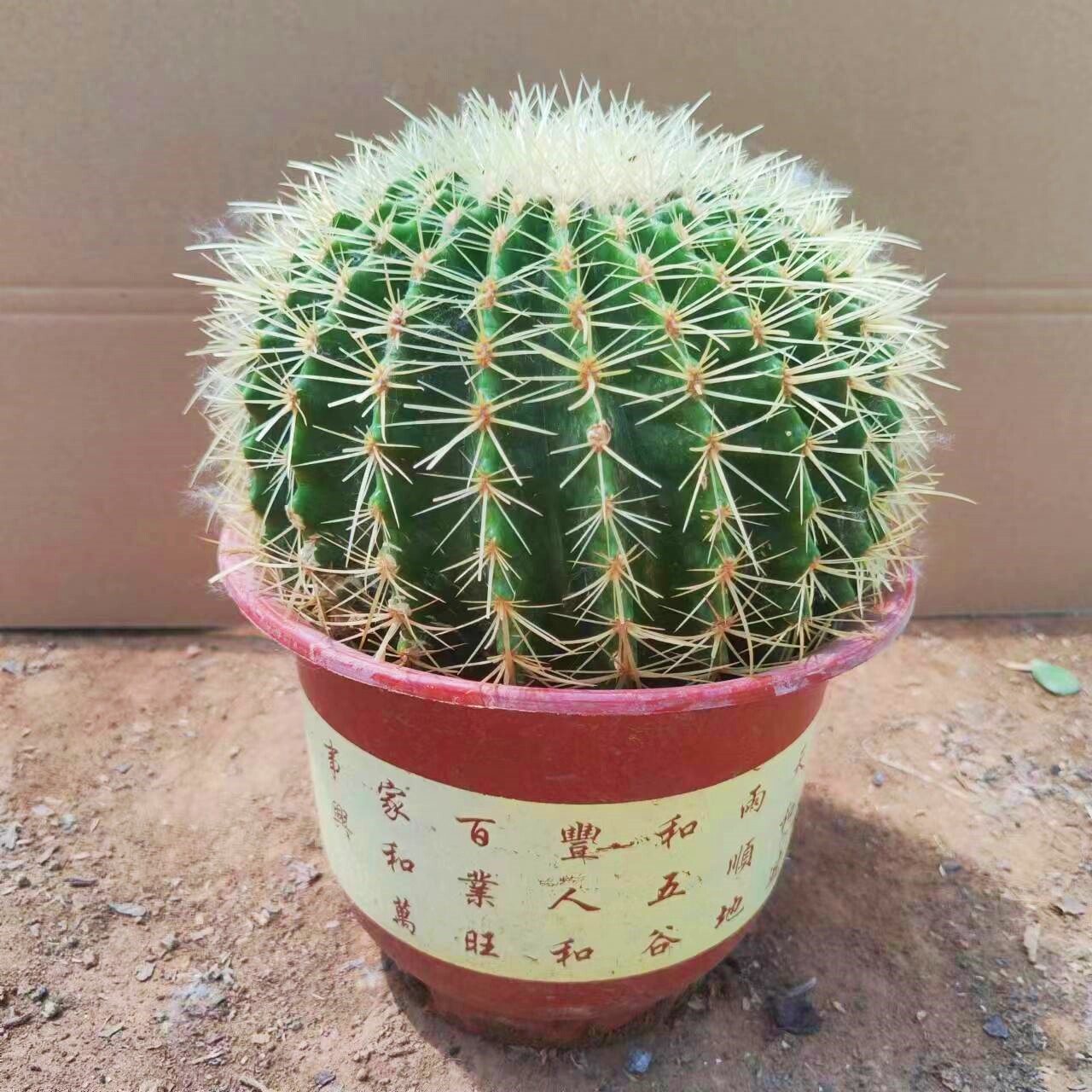 金虎仙人球盆栽大号多肉植物办公室内电脑左面防辐射仙人掌花实生