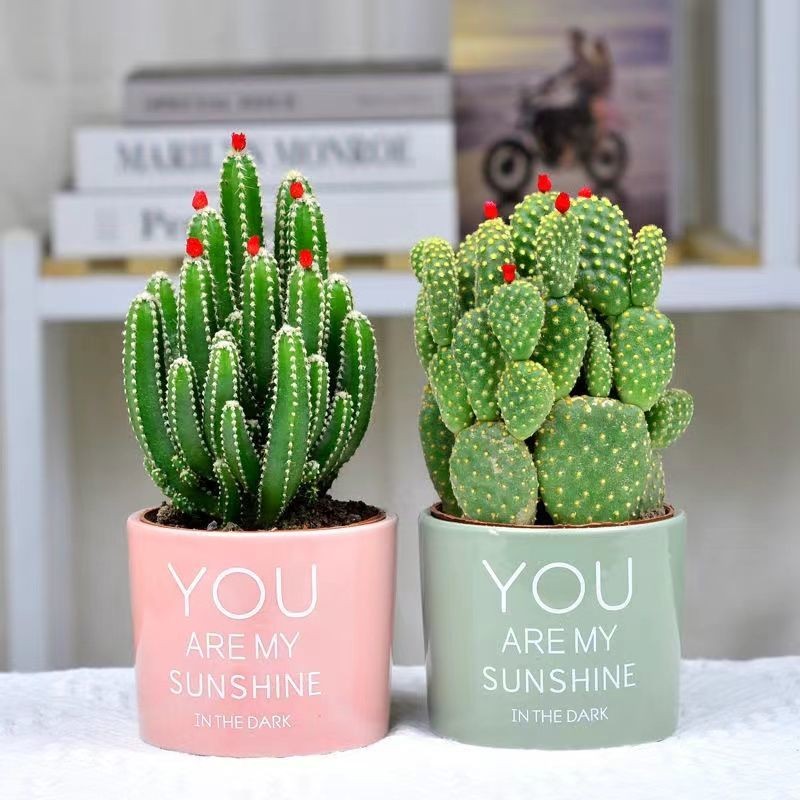 仙人掌盆栽客厅多肉植物好养