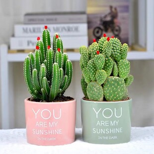 仙人掌盆栽万重山多肉植物好养防辐射客厅绿植花卉学生桌面仙人球