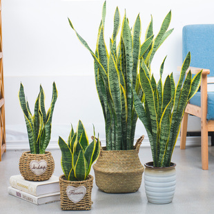 金边虎皮兰植物 室内 大型大叶办公室植物高矮虎尾兰盆栽四季好养