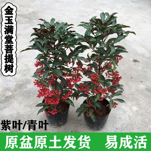 富贵籽盆栽带果好养耐寒吸甲醛