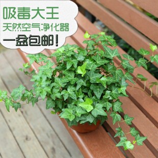 常青藤盆栽室内吊兰花卉金边常春藤除去苯净化空气爬藤植物