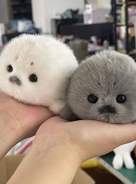 可爱毛绒小海豹宝宝公仔挂件手工海洋守护仿真玩具礼卡通