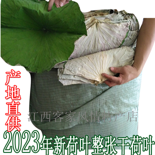 费 免邮 整张选货做荷叶鸡荷叶饭糯米鸡叫花鸡50斤九省 2023新荷叶