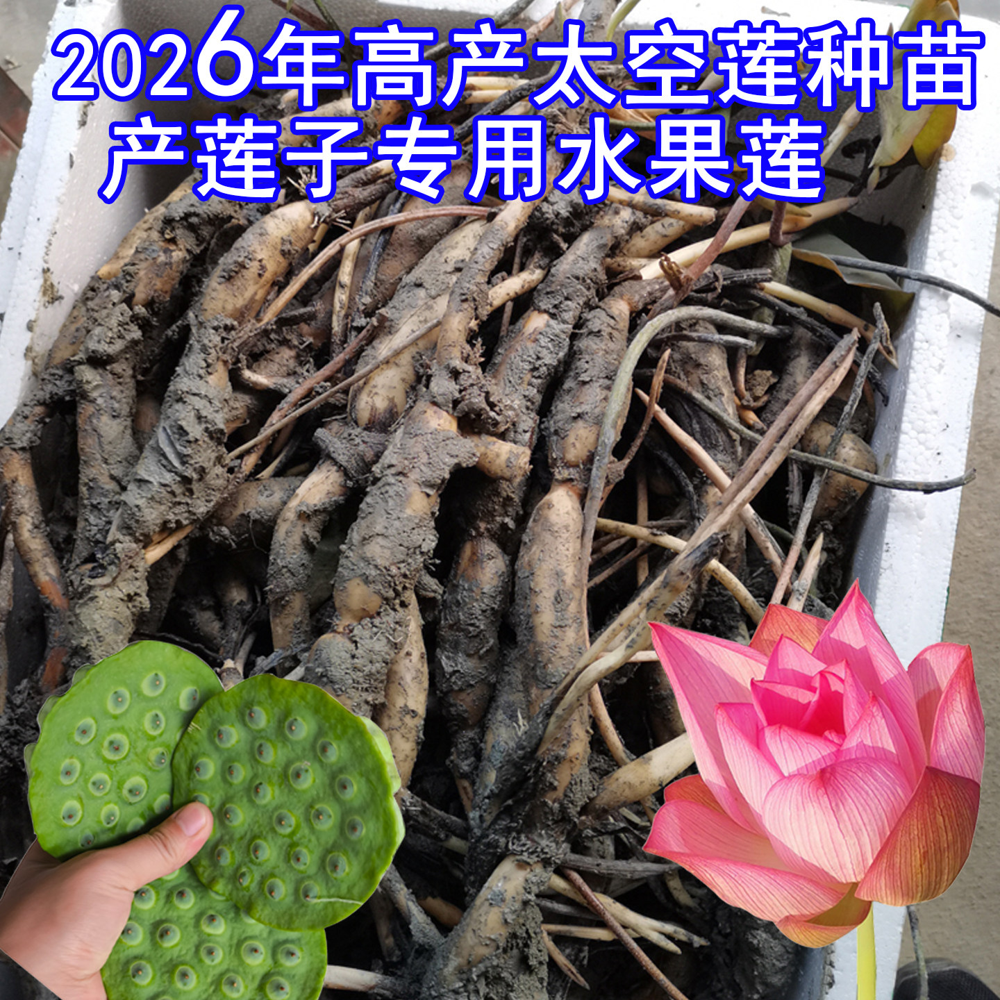 太空莲36号种子高产荷花 莲子种植莲藕种苗大型观赏藕苗花 荷花苗