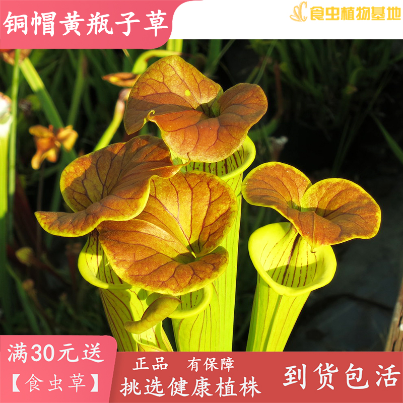 铜帽黄瓶子草【食虫草食虫植物吃蚊子蜜蜂苍蝇飞蛾强捕蚊草捕虫】