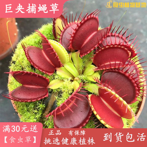 巨夹捕蝇草【食虫植物绿植包邮盆栽趣味咬住吃蚊虫猪笼草食人花】 - 封面