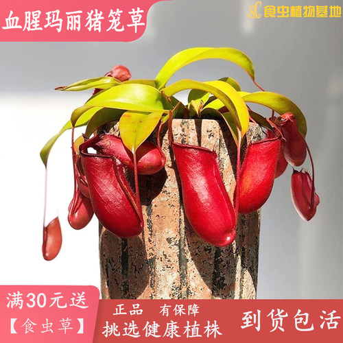 血腥玛丽红宝石鲜红笼子相似植物