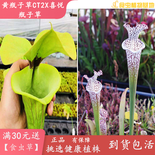 黄瓶子草CT2X喜悦瓶子草【食虫植物自家种子繁殖培育实生苗捕虫】
