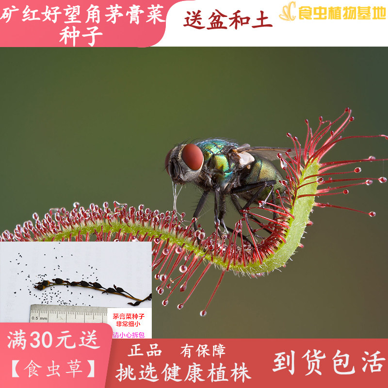 茅膏菜种子大全【食虫草食人花食虫植物】自己动手培育繁殖送盆土