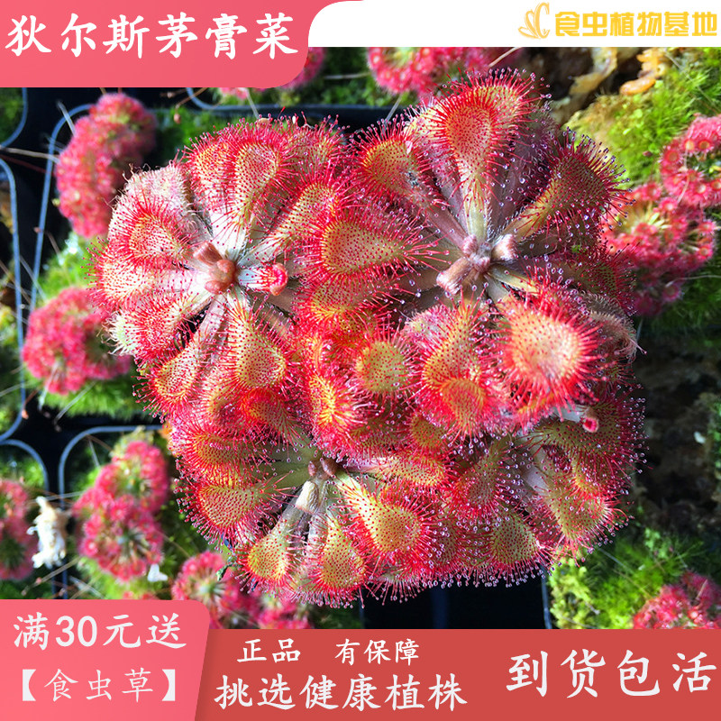狄尔斯茅膏菜【叶片厚实型圆形茅膏菜黏住虫子根系发达好养活】