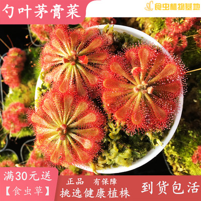 勺叶茅膏菜【食虫植物造景观可爱小型食虫草会吃蚊子盆栽吃虫子】