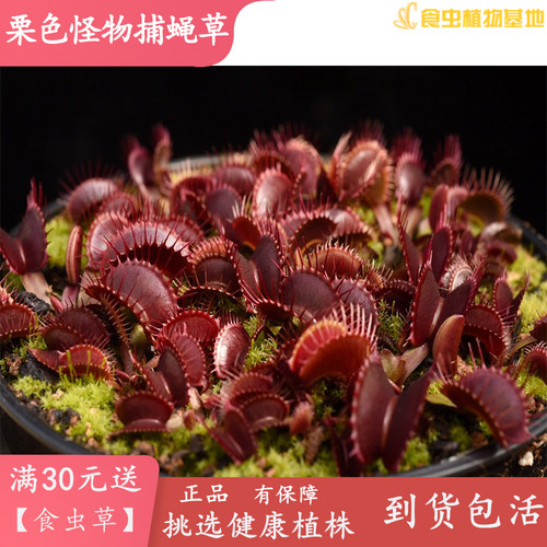 红色捕蝇草绿植盆栽大型品种