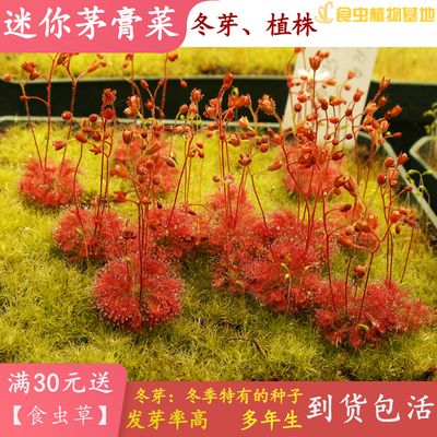 【迷你茅膏菜】可爱小型植物成品