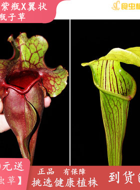 巨型紫瓶X翼状瓶子草【自家种子繁殖培育实生苗】食虫植物捕虫草