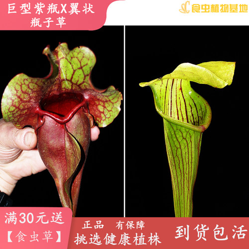 巨型紫瓶X翼状瓶子草【自家种子繁殖培育实生苗】食虫植物捕虫草