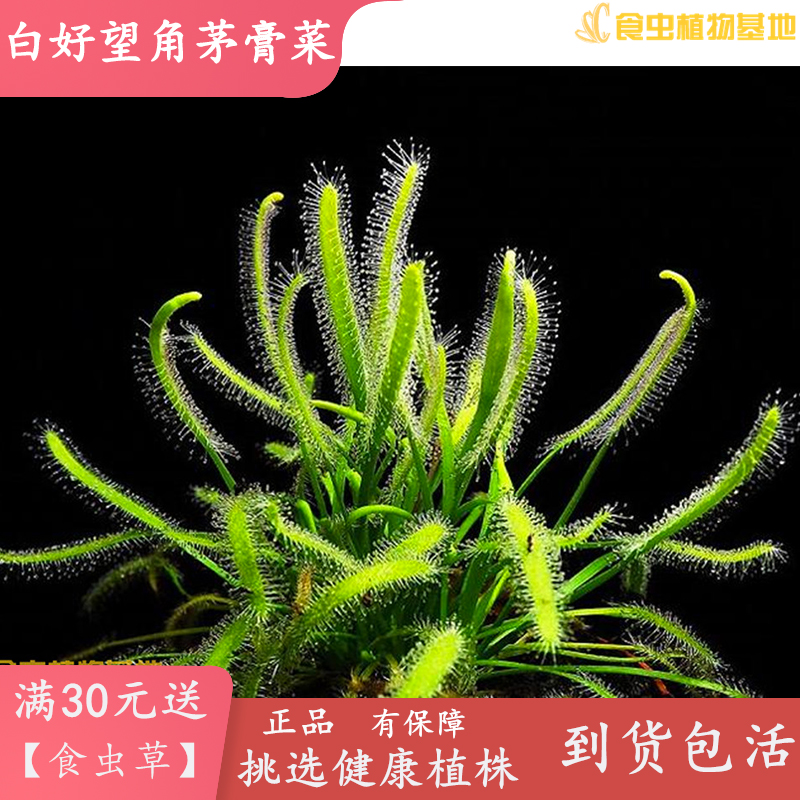 好望角茅膏菜虫子起来白化植物