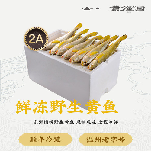 黄渔国新鲜冷冻野生黄鱼