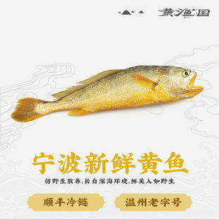 黄渔国鹿西新鲜黄鱼冷冻鲜鱼鲜活水产小黄鱼冰鲜黄瓜鱼礼盒装1条