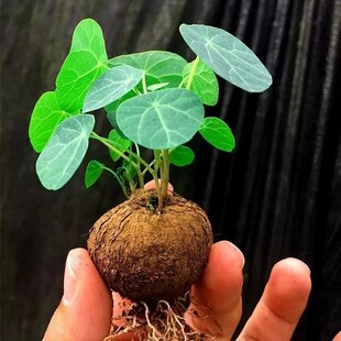 水培山乌龟爬藤植物办公室内桌面好水养活观叶绿植金不换种球盆栽