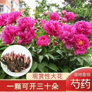 重瓣芍药花苗盆栽带芽根块种球耐寒阳台庭院芍药花种球多年生盆栽