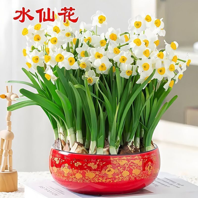 水仙花种球水培室内花盆栽水养植物冬季好养耐寒种子四季种植花卉