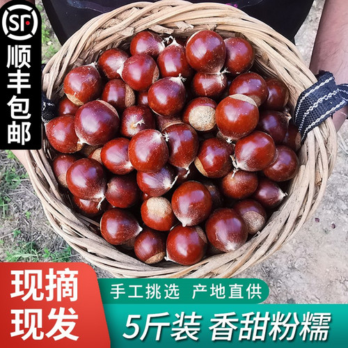 建瓯锥栗现摘新货农家现摘2025年