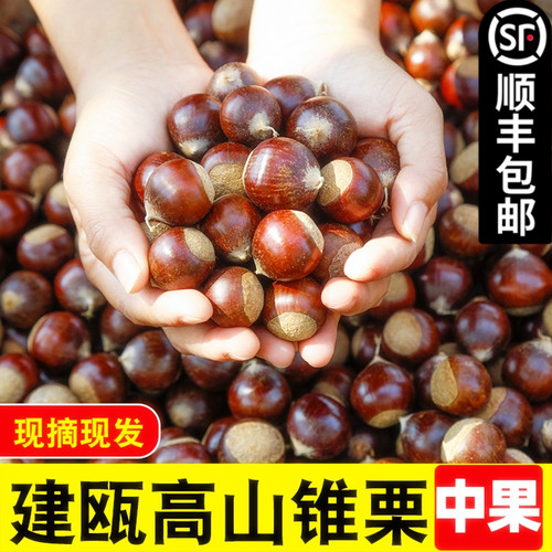 2025建瓯锥栗板栗生鲜毛栗子