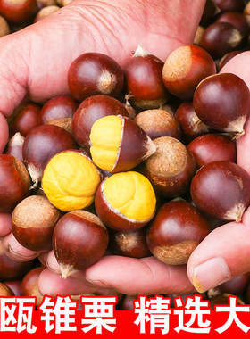 【大果】2025年新鲜福建建瓯锥栗板栗生新鲜毛油栗子高山农家现摘
