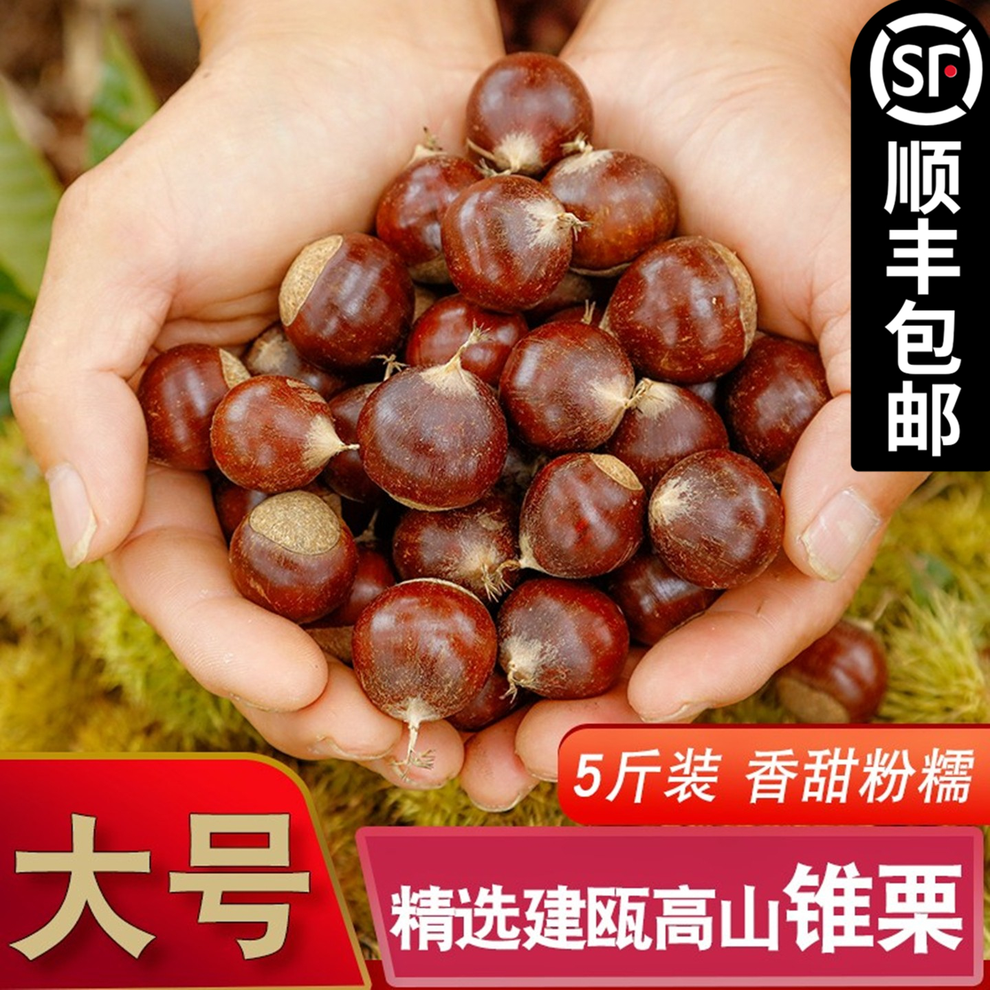建瓯锥栗锥栗2025年板栗油栗子