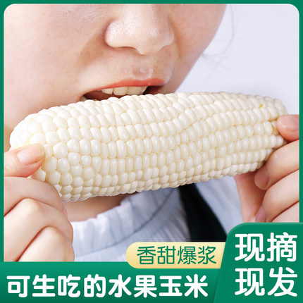 顺丰包邮爆浆冰糖牛奶水果玉米新鲜可生吃甜玉米棒子开袋即食代餐