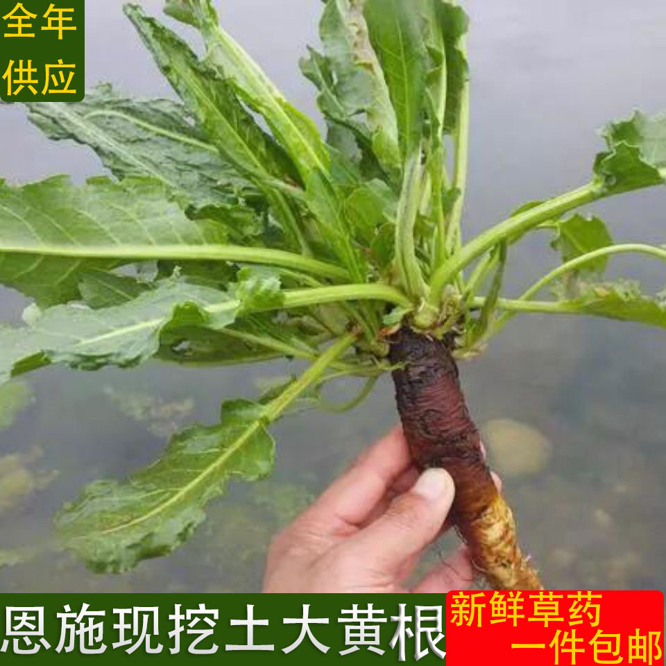 恩施新鲜土大黄根现挖羊蹄根牛耳大黄血三七洋铁叶子根中药材包邮