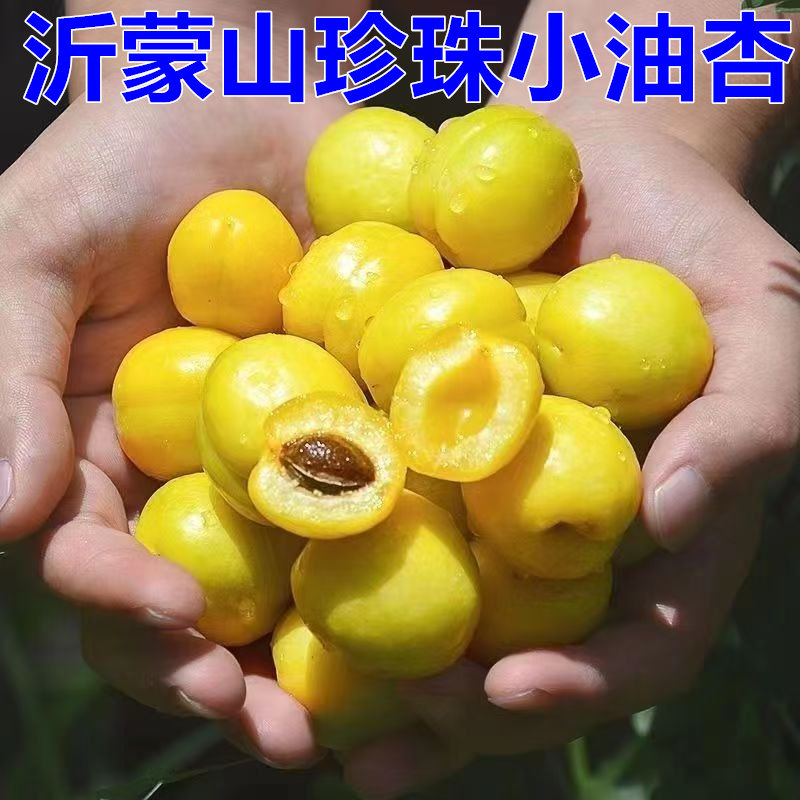 山东沂蒙山珍珠油杏小白杏应季新鲜水果硬吃脆甜软吃爆汁