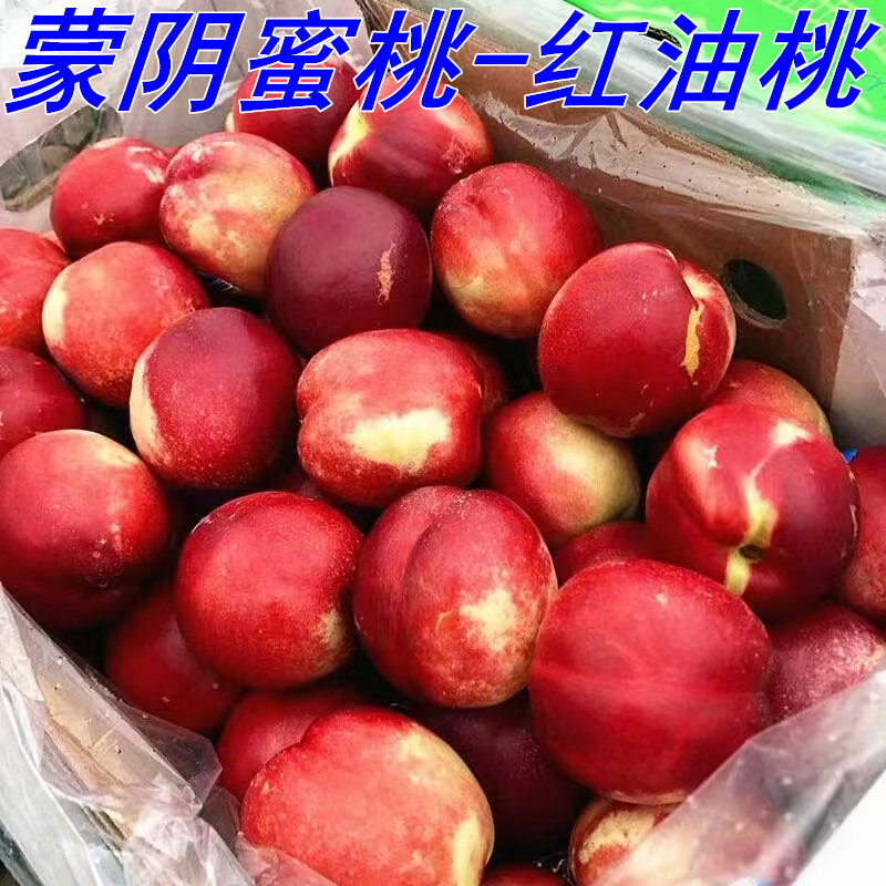 2026马年蒙阴蜜桃现货红油桃现摘现发脆甜多汁当即新鲜水果无毛桃