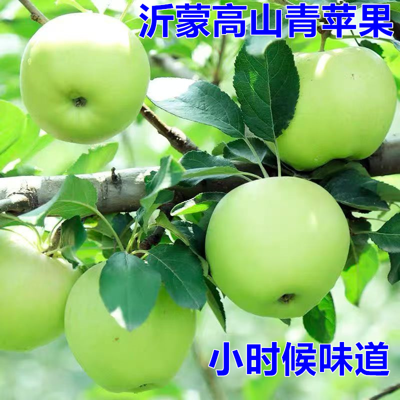 山东青苹果新鲜沂蒙山绿色苹果酸甜脆可口现摘临沂蒙阴特产小苹果
