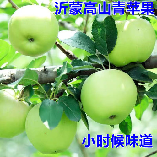 山东青苹果新鲜沂蒙山绿色苹果