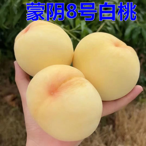 水蜜桃奶油白毛桃蒙阴脆甜整箱