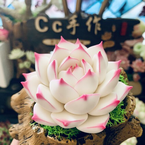 粘土多肉玉蝶乌木雪天使麦秆丝绒