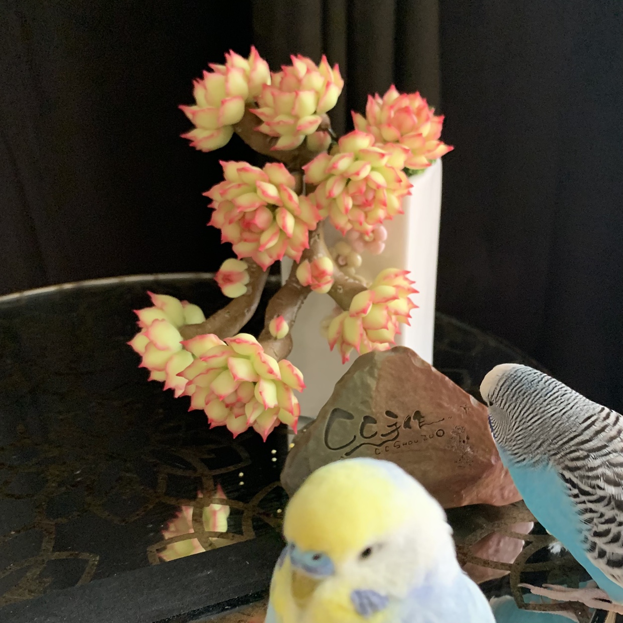 迷你手工粘土多肉虾饺白茶玫瑰