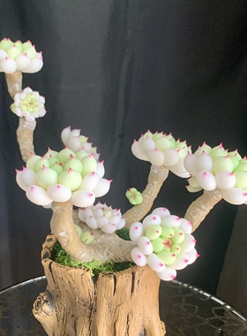 手工树脂粘土多肉劳尔白茶蓝巴黎锦定制创意装饰桌面摆件生日礼物