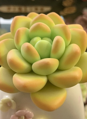 Cc原创树脂黏土仿真抹茶多肉橙梦露天鹅绒摆件蓝丝绒永生乌木生日